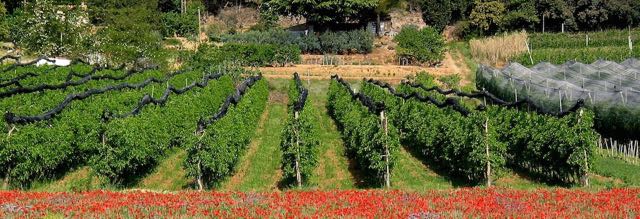 Pic: Spring view Vines and poppies