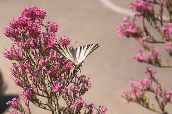 Flight and flower power