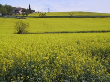 Farmers splash of colour