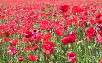 Poppies spread their colour