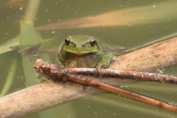 La Colle frogs!